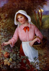 Woman picking blackberries 1905