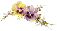Pansy 1909