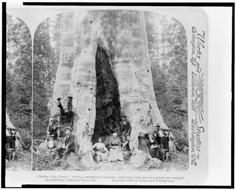 A giant Sequoia in nearby Calaveras Grove, California; 1902.