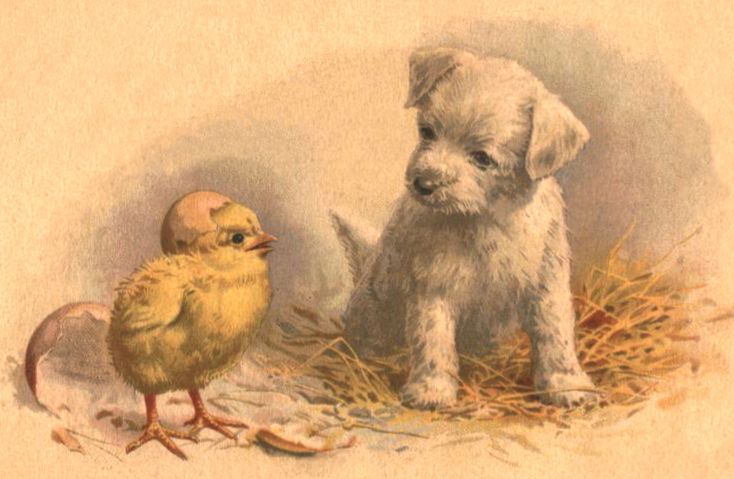 A small puppy peers at a little chick that has just hatched and still has a bit of egg shell on its head.