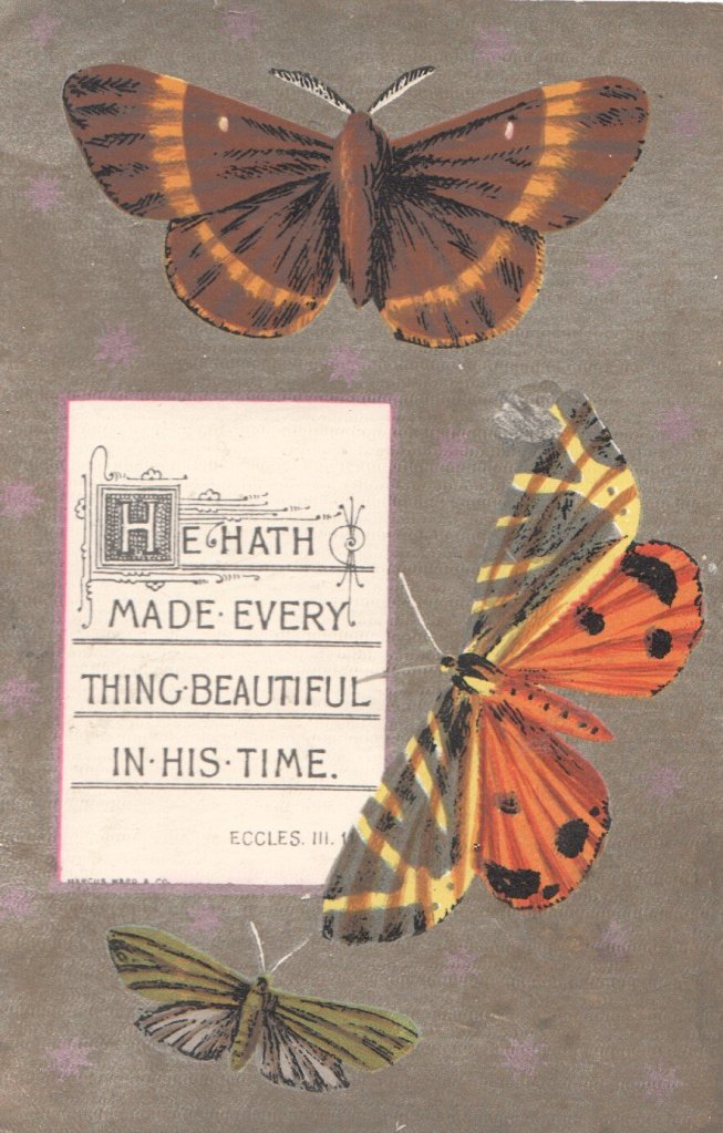 Illustration showing three butterflies with their orange, yellow, and black wings spread. Beside them reads "He hath made every thing beautiful in his time."