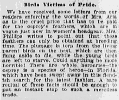 Newspaper clipping: BIRDS VICTIMS OF PRIDE. We have received some letters from our readers enforcing the words of Mrs. Aria as the the cruel price that has to be paid for the osprey's feathers, which are in vogue just now in women's headgear. Mrs. Phillips writs to point out that these feathers can only be obtained at breeding time. The plumage is torn from the living parent birds on the nest, which are then flung aside to die, while the young birds are left to starve. Could anything be fore horrible! The bare recital of these facts should be enough to put an instant stop to such a merciless trade.