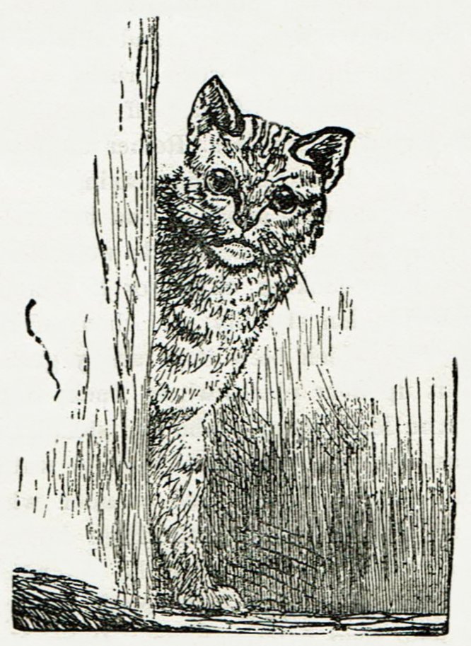 Black and white drawing of a cat outside in the tall grass peeking around the corner of a building.