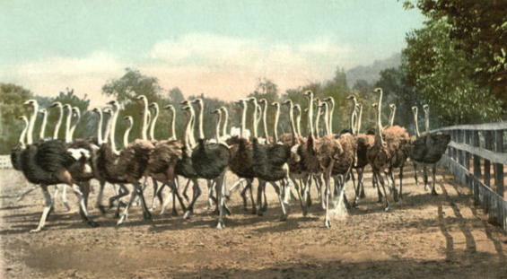 Color photo of a herd of about 40 ostriches running across a fenced enclosure. 